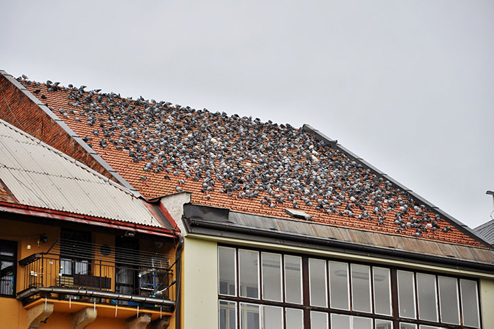 A2B Pest Control are able to install spikes to deter birds from roofs in Torquay. 