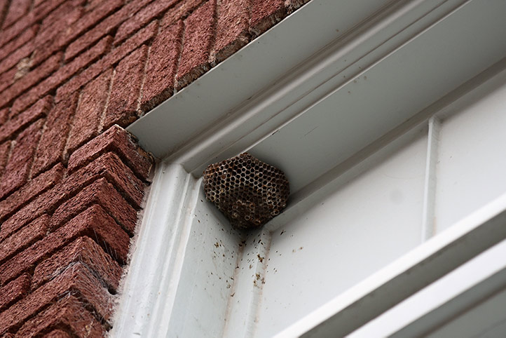 We provide a wasp nest removal service for domestic and commercial properties in Torquay.